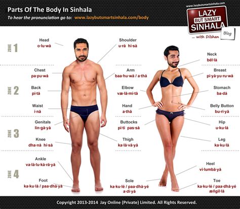 All parts of body (वजन) names list in hindi and english with meaning & pronunciation sound. Parts Of The Body In Sinhala (Image) | Lazy But Smart Sinhala
