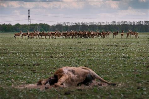 Oostvaardersplassen das naturentwicklungsgebiet oostvaardersplassen liegt am nordwestlichen rand der provinz flevoland zwischen lelystad und almere, unweit vom amsterdam in den. Advies: niet meer dan 1.500 grote grazers in ...