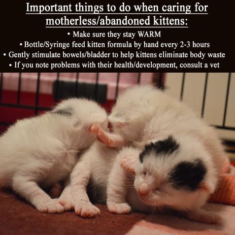Jul 13, 2015 · tip 8. Bagaimana nak jaga anak kucing baru lahir - Kongxie ...