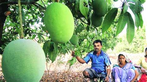 Anz, for example, has predicted that property prices in melbourne will fall by up to 15%, with sydney property prices falling by marginally less. Season ripe for Mango exports, price of fruit may fall too ...