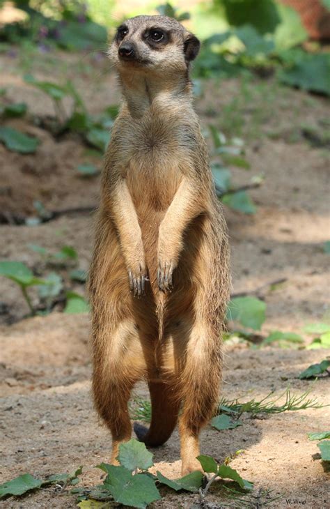 Logisch, dass sich das nicht gerade positiv auf mein gewicht ausgewirkt hat. tiergarten.nuernberg.de: Tiere A-Z