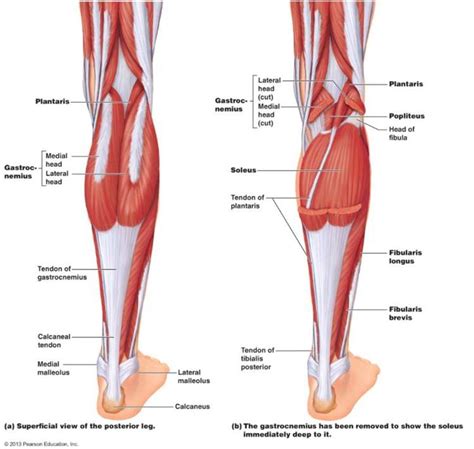 Ligaments connect one bone to another bone, tendons connect muscle to bone, and fasciae connect muscles to other muscles. Pictures Of Calf Muscle