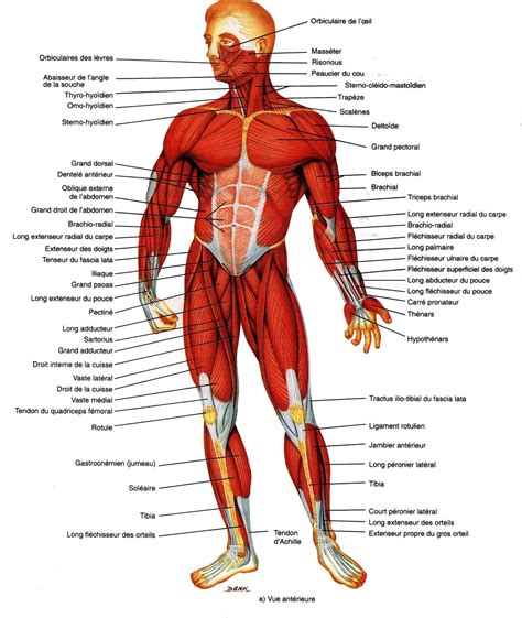 anatomie & physiologie - Blog • Eric E.