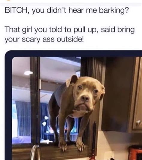 Dogs are just natural comedians. ριитєяєѕт : heyitzamb ♡ | Funny dog memes, Dog memes ...