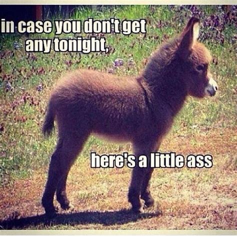 Those who love dirty jokes and those who say they don't but are lying. In case you dont get any tonight funny memes meme lol ...