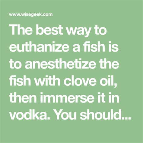 We give it to him in morning and evening. The best way to euthanize a fish is to anesthetize the ...