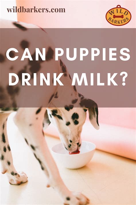 Why milk makes you bloated and gassy, a list of high lactose foods and drinks, and how to easily ahead is what causes lactose sensitivity and intolerance, how to know if it's affecting you, why milk dear sir it is very good efforts for giving good learning.but let me know that gastric problem can feel. Can Puppies Drink Milk? in 2020 | Drink milk, Can dogs eat ...
