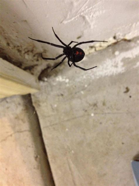 840 euros with intelligence center level 1. I heard you guys like spiders, I just found this girl in ...