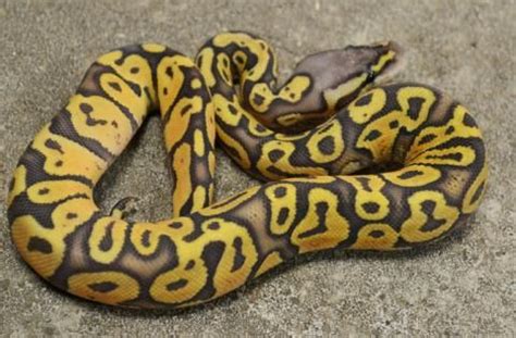 We did not find results for: Baby Hypo Black Pastel Ball Pythons for sale | Ball python ...