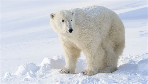 Honte au wwf après l'ours polaire. Image Ours Polaire Imprimer - Pewter