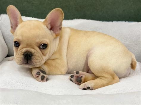 All proceeds from the boutique go to save french bulldogs! French Bulldog-DOG-Male-blk-2934976-Petland San Antonio