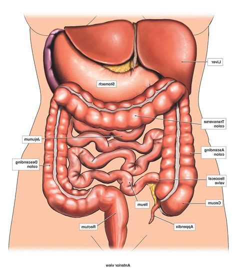 Back to the top of the page ↑. Anatomy Of The Back Organs - Human Anatomy Body