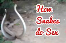 snakes intercourse