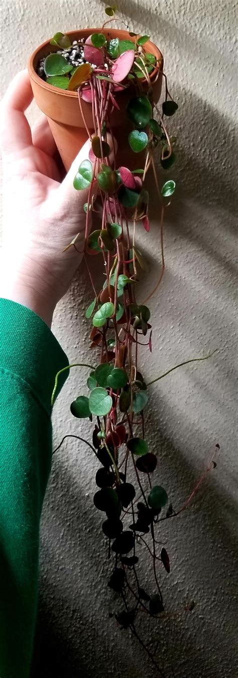 Peperomia rubella leaves are curling. 10 day! update on Peperomia Ruby Cascade propagation ...