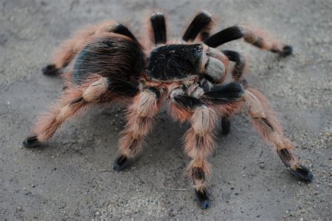 Also there is a molting time lapse. Nhandu coloratovillosus - Female | Arachnoboards