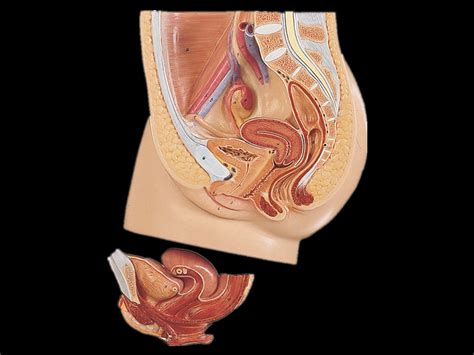 Detailed image and reproductivethis medical illustration depicts a detailed. Model of Median sagittal section of female pelvic cavity