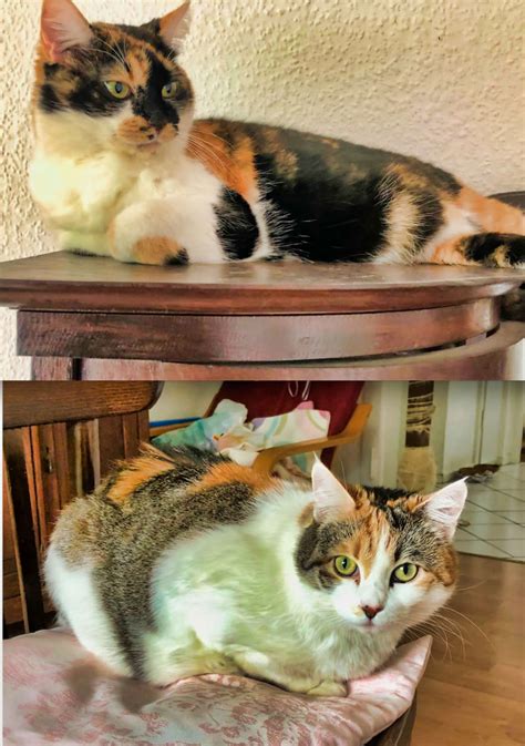 Besonders ältere katzen, ab ca. 33 Top Images Katzen Suchen Ein Zu Hause : Tierheim Wau ...