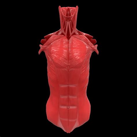 Superficial muscles of the torso. 3D torso muscle anatomy - TurboSquid 1398499