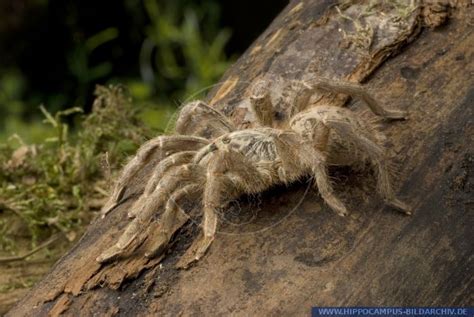 Wifi and parking are free, and this hotel also features 4 new dodoma hotel. Pterinochilus lugardi alias Dodoma Baboon :: Hippocampus Bildarchiv