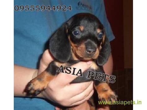 As an eager prospective puppy owner, delving into the world of dachshund puppy breeding and pricing can come with a fairly steep learning curve. Dachshund Puppy for sale best price in delhi
