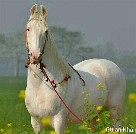 Well you're in luck, because here they come. Beautiful Pakistani Horse | Horses, Animals, White horse