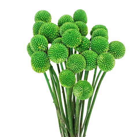 The seed pods (balls, hehe) are so very interesting that i would grow this plant for those alone. Craspedia Billy Balls Green Flower