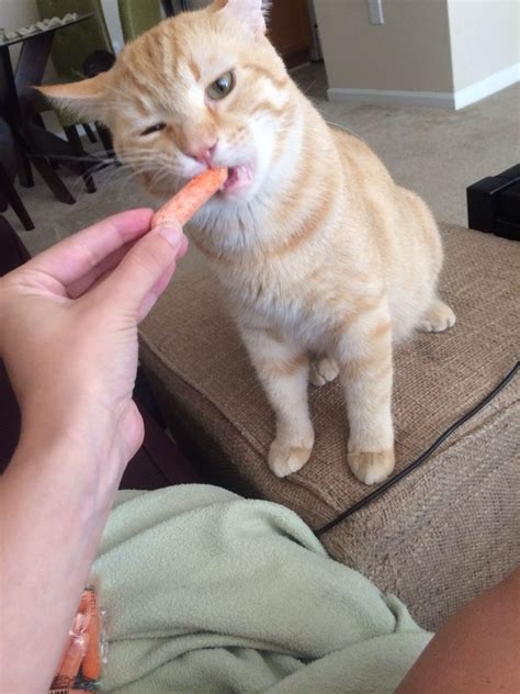 Apples are both safe and somewhat toxic to cats depending on the part of the fruit that the cat feeds on. Carrot eating cat | Cats, Animals, Kitty