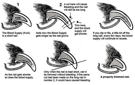 If you cut into the quick, the claw will bleed and the cat will experience pain. How To Trim Dog Nails For a Perfect Pooch Pedicure | Dog ...