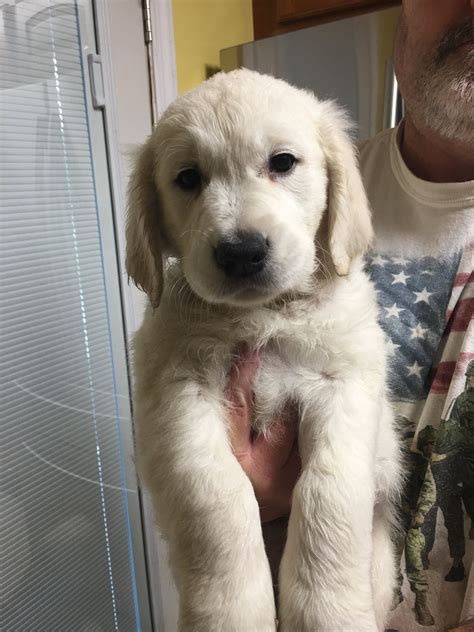 Why buy a golden retriever puppy for sale if you can adopt and save a life? English Golden Retriever Puppies Nc