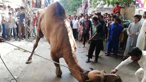 The eid adha is celebrated for three straight days in kuwait. Angry Camel Qurbani Pakistan 2020 / Eid ul Adha Qurbani ...