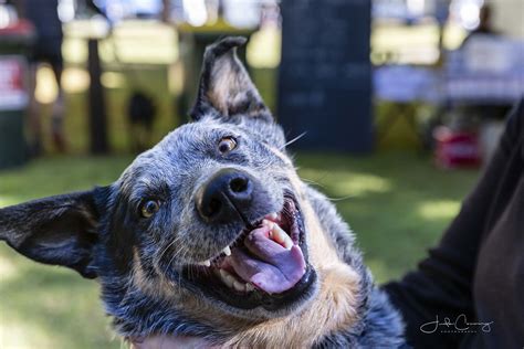 Dirty Dog Tail Run 2019 - August 18 | Australian Dog Lover