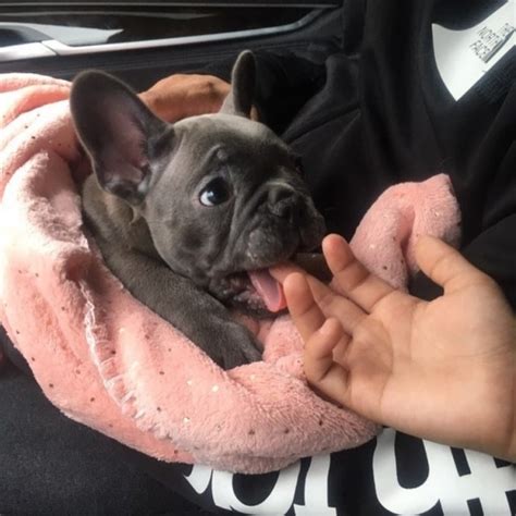 So if you've been talking about adopting a pooch into your family, might we suggest one of these adorable. Pure AKC Registered French Bulldog Puppy For Adoption Oklahoma City Oklahoma
