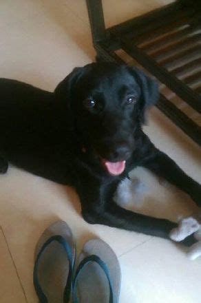 See more ideas about adoption, labrador retriever puppies, puppies. Coxy | Labrador Retriever for Adoption | Mumbai ...