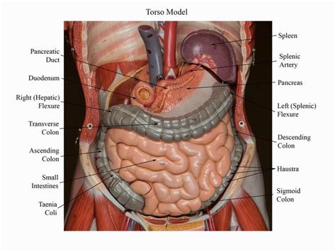 Our extensive collection of human torso models include gendered models, a unisex anatomy models, or even. Digestive System Model Labeled | Digestive system model ...