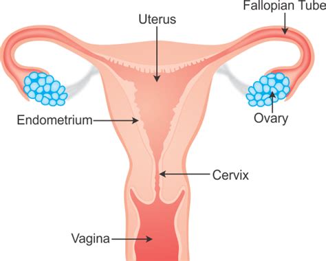 The male reproductive system is located in the pelvis region. i draw a labelled diagram of female reproductive system ii ...