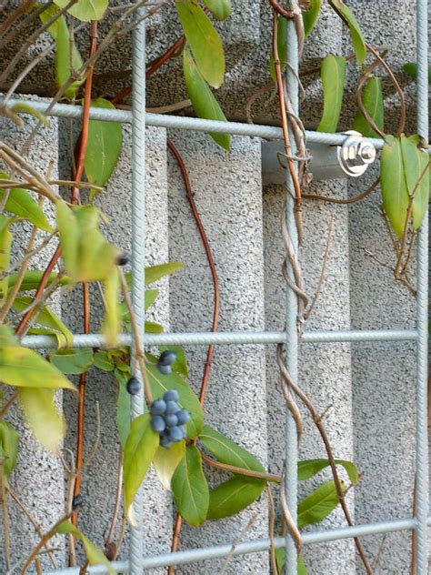 Soll eine sichtschutzwand oder sichtschutzzaun optisch unterbrochen werden kann das robuste rankgitter nizza diese gewollte lücke dekorativ füllen. Rankgitter Für Kletterrosen | Exklusives Wandspalier Für ...