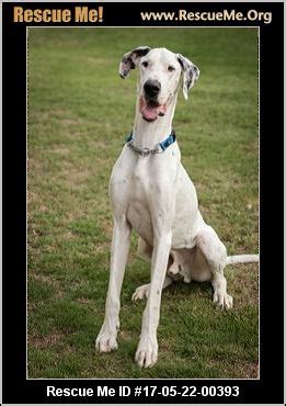 No animal deserves to live a life like these poor great danes had. Texas Great Dane Rescue ― ADOPTIONS ― RescueMe.Org