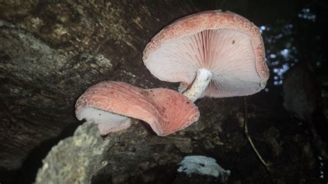 Rhodotus palmatus | Western Pennsylvania Mushroom Club