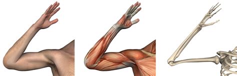 Naming skeletal muscles according to a number of criteria we name many muscles as a result of their location. Elbow, Wrist, & Hand - Physical Therapy LIVE EVERY DAY ...