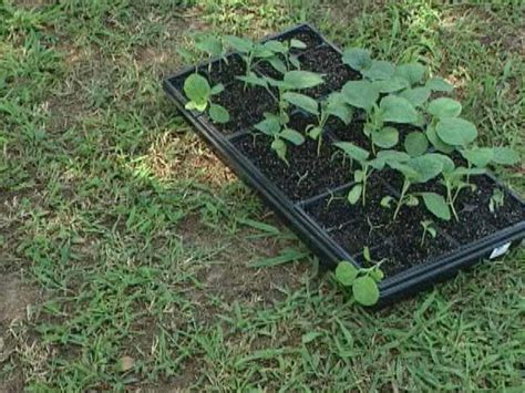 Keep garden clean of debris and plant residue. How to Grow Eggplants | how-tos | DIY