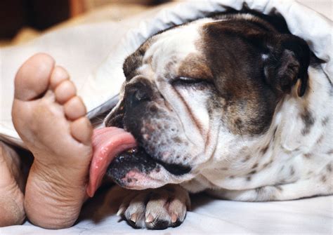 Al giardiniere non basta un buon caffè vuole pure la fica della signora. Signora Si Fa Scopare Dal Cane / Sardegna Uccide A ...