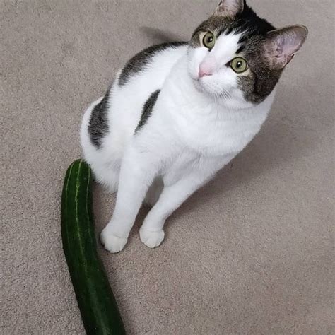 Yes, they can and it shouldn't be poisonous. Can Cats Eat Cucumber? Is Cucumber Safe For Cats | Cats ...