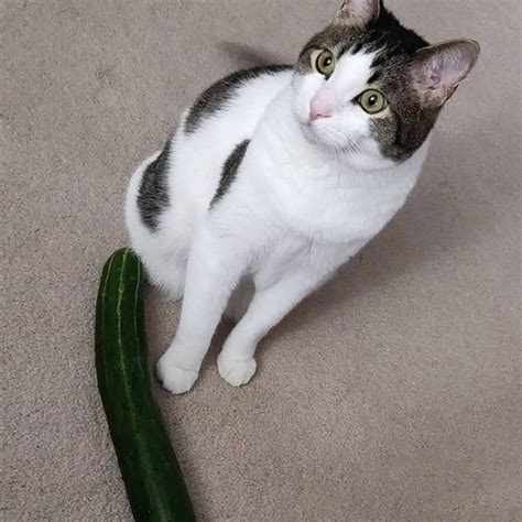 There's a new type of cat video taking the internet by storm: Can Cats Eat Cucumber? Is Cucumber Safe For Cats | Cats ...