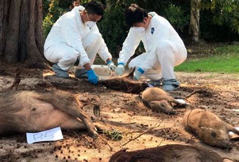 Jkr 606, kompleks pentadbiran daerah kecil, kampung gajah, 36800 kampar, perak. Lambakan babi hutan di Melaka membimbangkan - Perhilitan ...