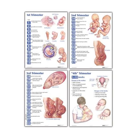 Pregnancy chart pregnancy facts pregnancy timeline pregnancy progression pregnancy calendar pregnancy calculator. Pin on Baby Size Charts and Timelines