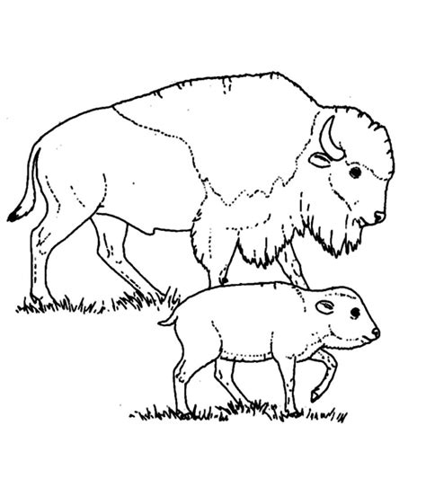 Realistic american bison coloring page print. Free Printable Bison Coloring Pages For Kids