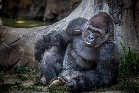 Although this is a step in the right. Western Lowland Gorilla | At the Omaha Zoo. There's ...