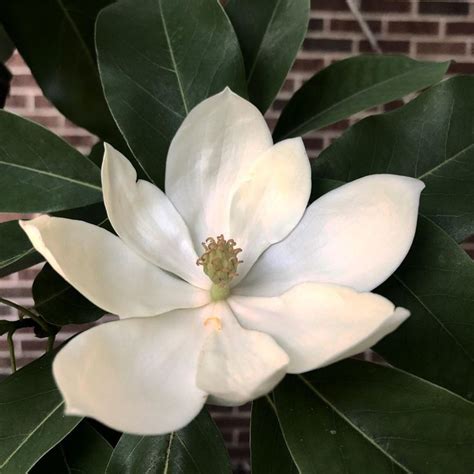 Which flowers mean love, hope, healing, and good luck? Magnolia Flower Meaning • Discover the most interesting ...