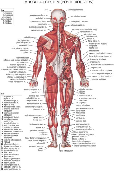 Anatomy posters and anatomy charts. muscular system chart printable 1947 - Google Search ...