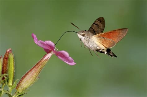 A hummingbird moth, or hemaris thysbe, is often mistaken for a small hummingbird due to it's shape, color and flight patterns. Hummingbird-Hawk-Moth-Pictures.jpg (850×564) | Hummingbird ...